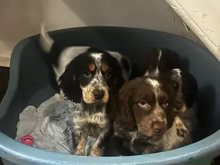 Cocker Spaniel dogs Beautiful cocker spanial pups - Advert 2