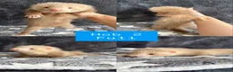 Ferret rodents for sale: PEDIGREE ANGORA FERRETS READY 4/7/26 - Advert 6