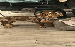 Miniature Dachshund dogs for sale: Female Mini Dachshund  - Image 2