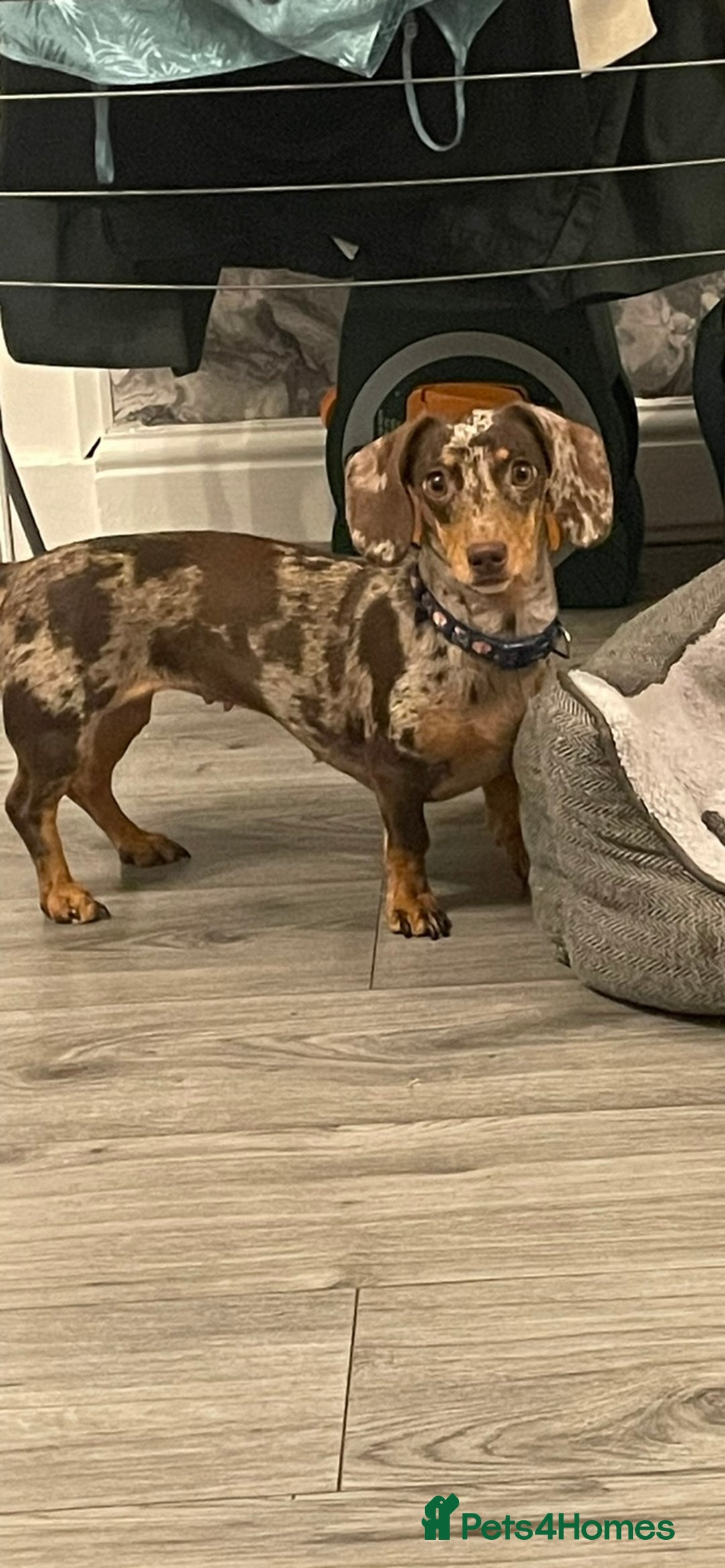 Miniature Dachshund dogs for sale: Female Mini Dachshund  - Image 2
