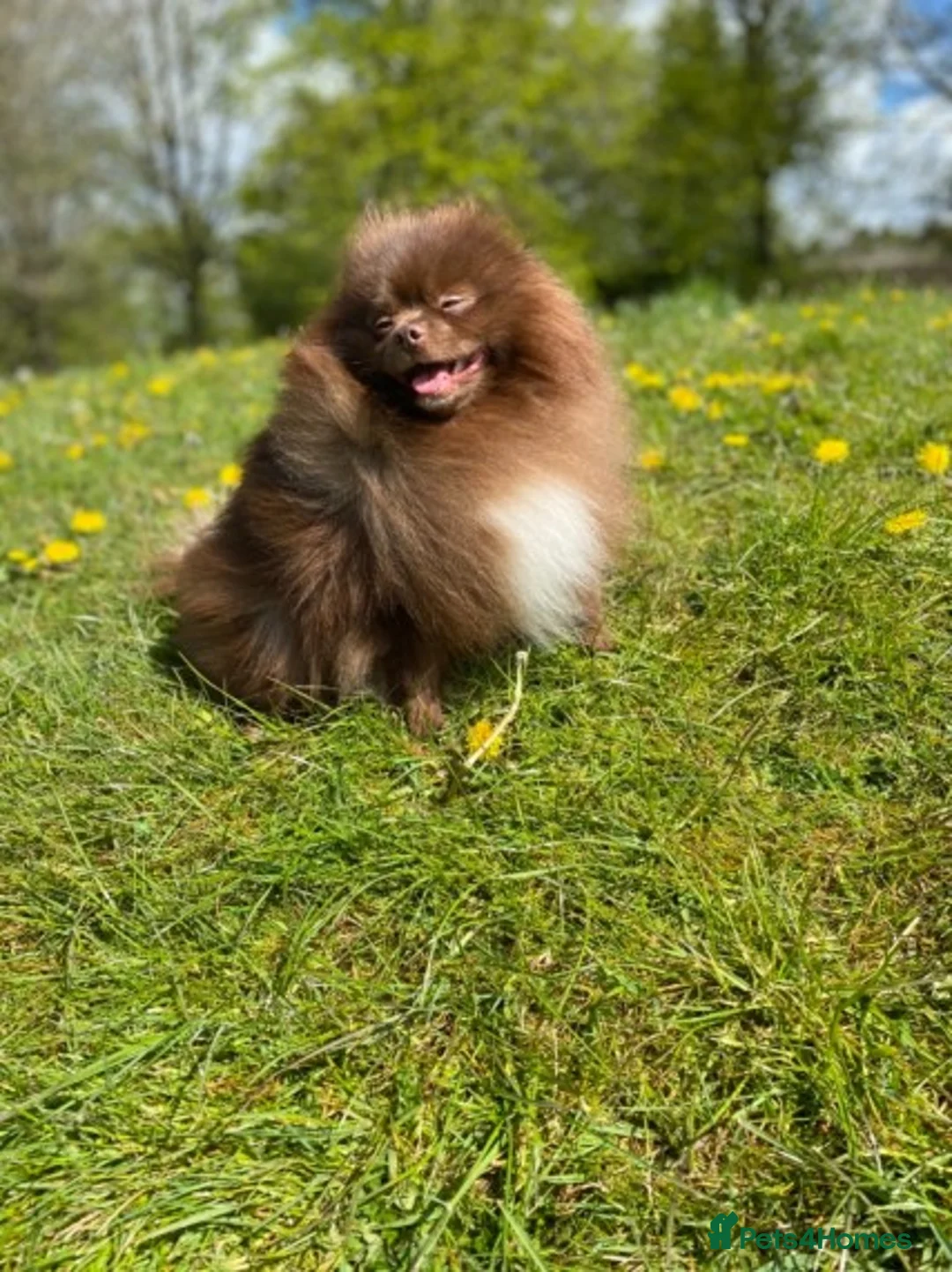 Pomeranian dogs for stud: Chocolate Stud Kc Registered ,Embark tested in Runcorn - Advert 9