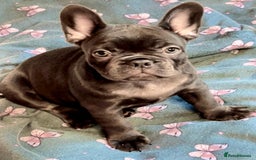 French Bulldog dogs for sale: French Bulldog 4 Boys and 3 girls  - Image 22