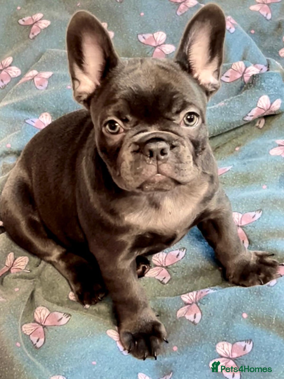 French Bulldog dogs for sale: French Bulldog 4 Boys and 3 girls  - Image 22