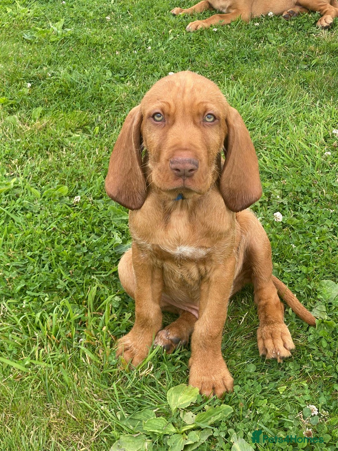 Hungarian Vizsla dogs for sale: Mark  - Image 7