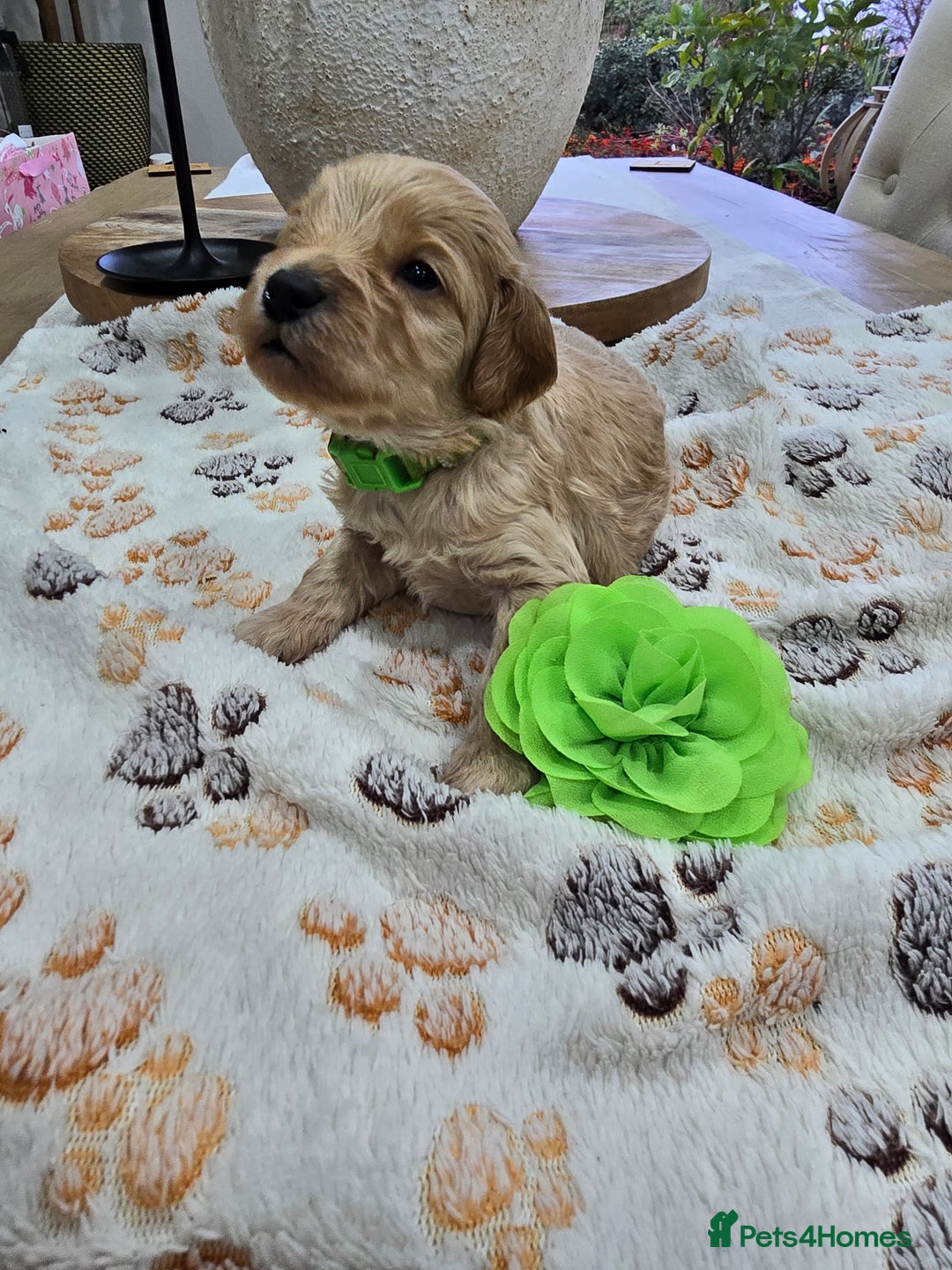 Cavapoo dogs for sale: Beautiful fully health tested cavapoo puppies  - Advert 27