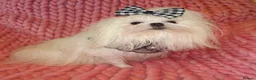 Maltese dogs for sale: Babydoll KC Registered Korean Maltese Adult Girl - Advert 8