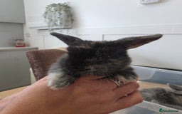 Mini Lop rabbits for sale: Mini lop cross french lop - Image 10