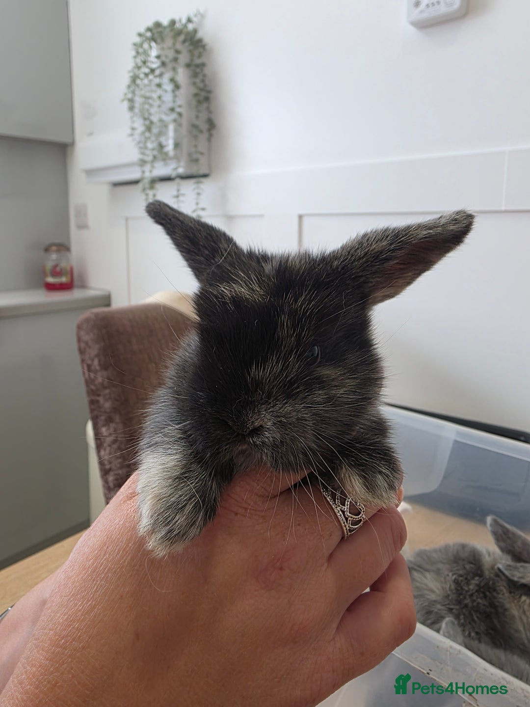 Mini Lop rabbits for sale: Mini lop cross french lop - Image 10