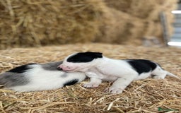 Border Collie dogs for sale: Beautiful cheeky border collies for sale - Image 11