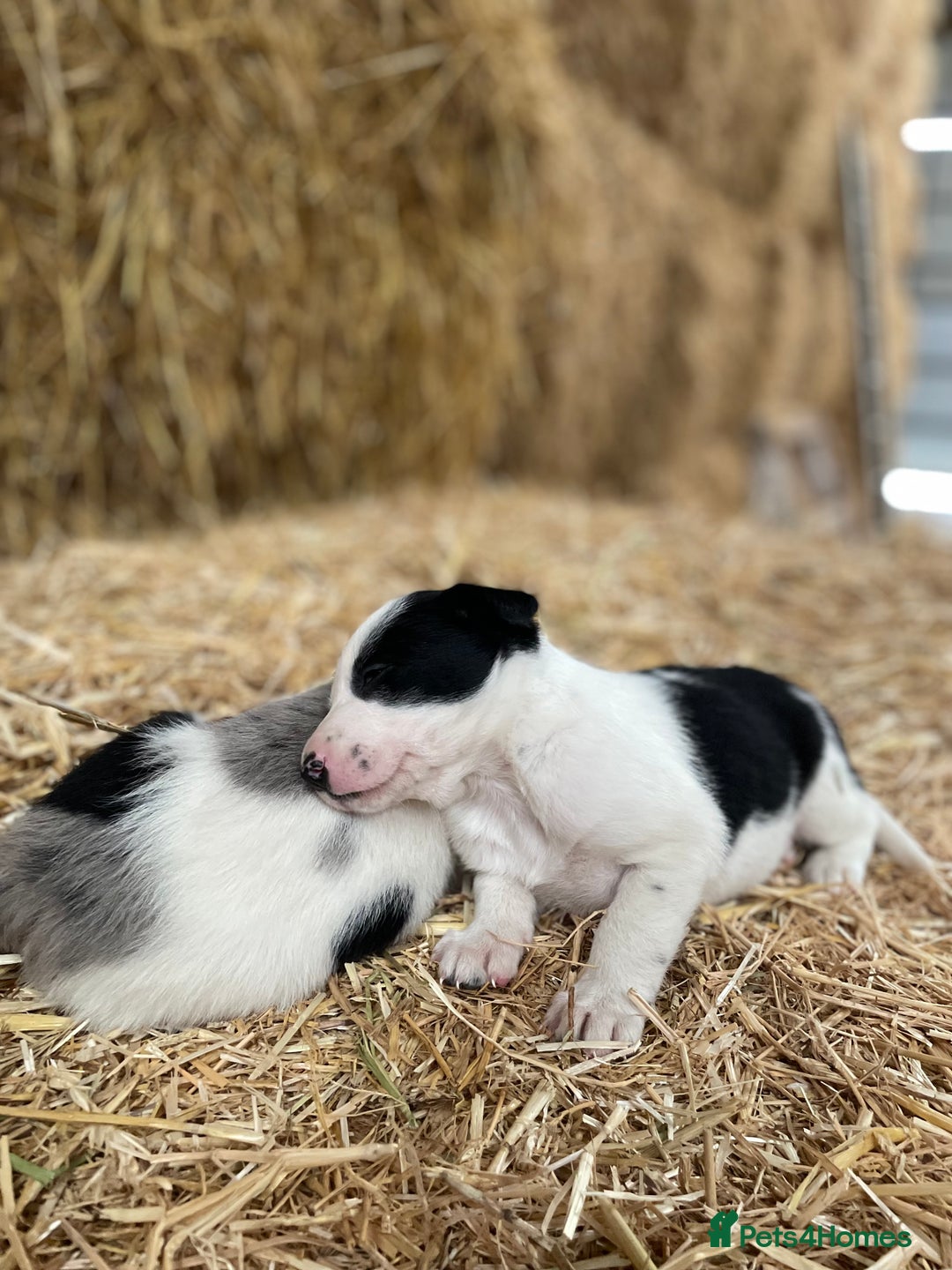 Border Collie dogs for sale: Beautiful cheeky border collies for sale - Image 11