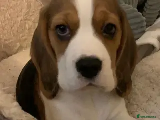 Beagle dogs Kc registered,,, show winning beagles - Advert 1