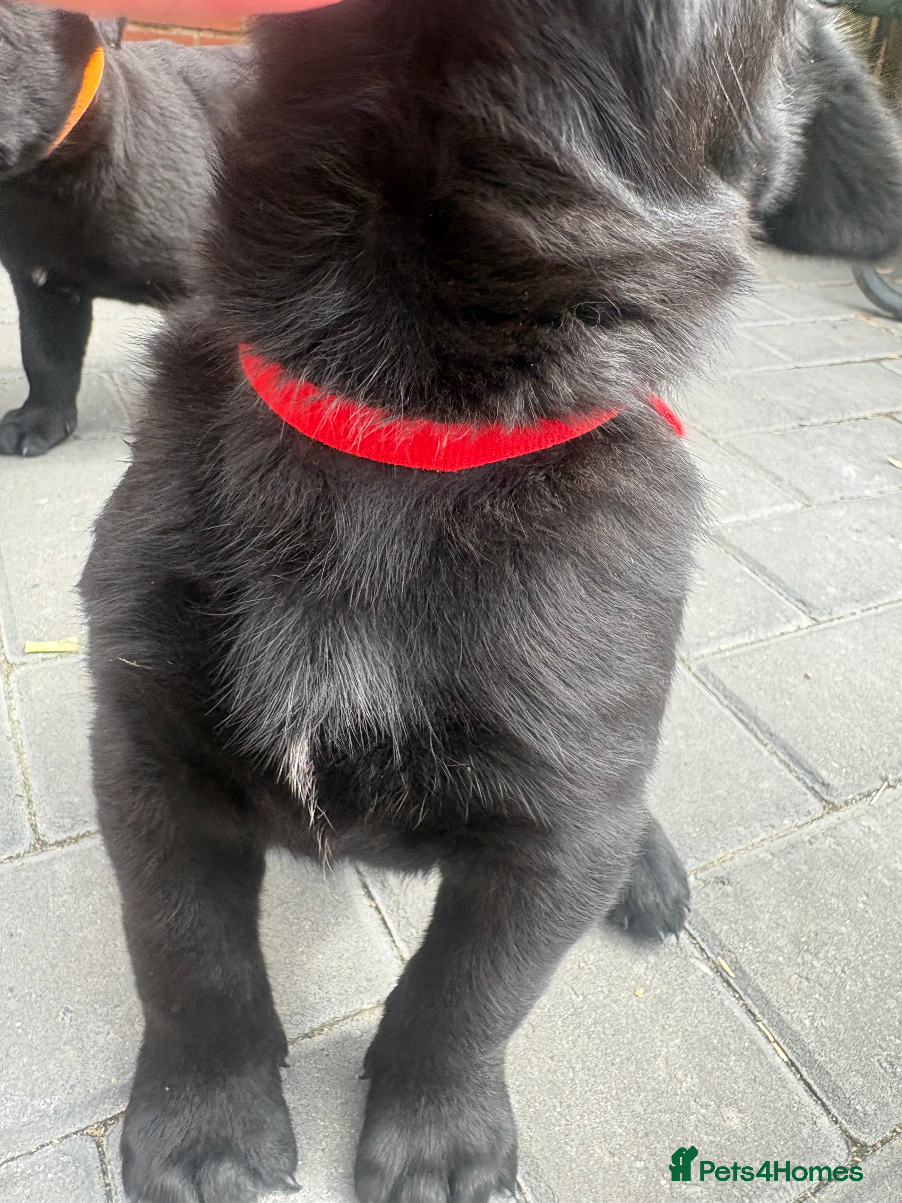 Belgian Shepherd Dog dogs Belgian Malinois puppies - Advert 2