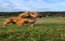 Cocker Spaniel dogs for sale: ⭐️🐶 KC REG- Red working cocker spaniel pups🐶⭐️ - Image 3