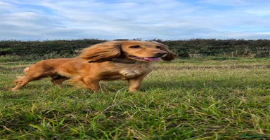 Cocker Spaniel dogs - Advert 9