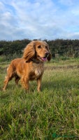 Cocker Spaniel dogs - Advert 8