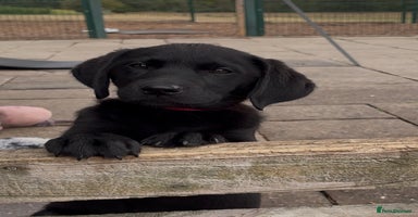 Labrador Retriever dogs - Advert 9