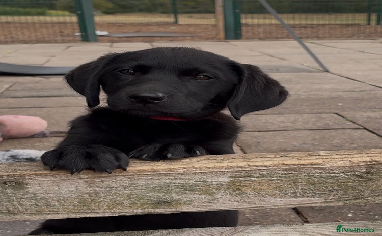 Labrador Retriever dogs - Advert 2