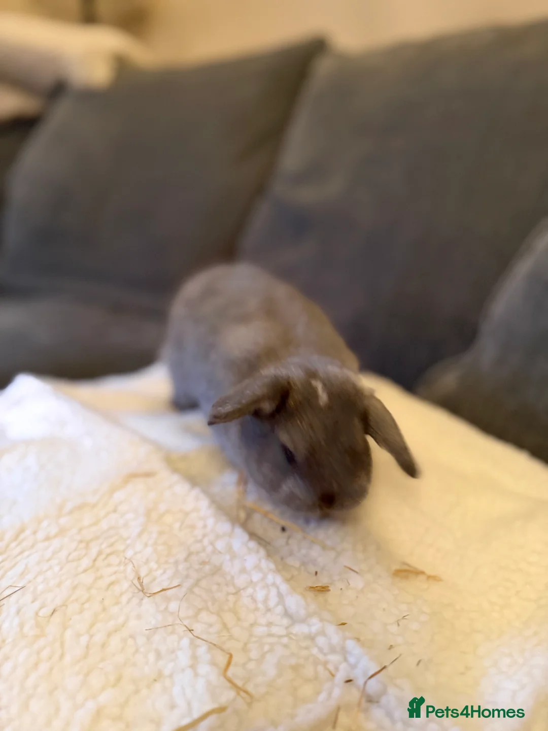 Mini Lop rabbits for sale: Mini lop babies - Advert 3