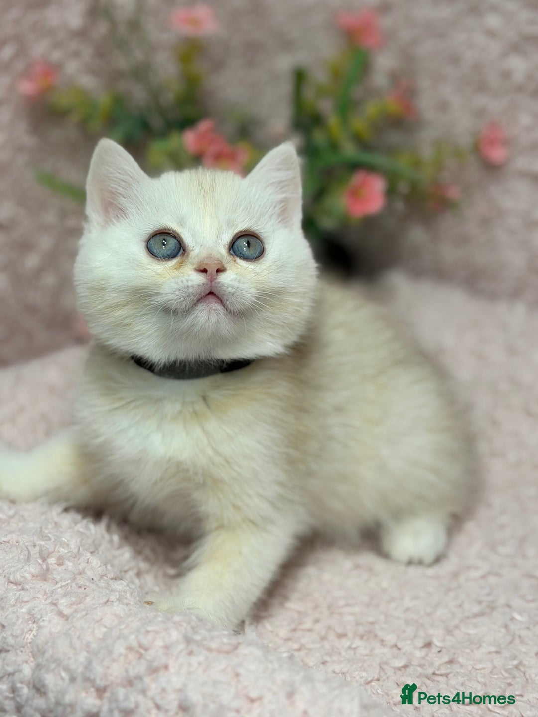 British Shorthair cats for sale: British shh golden, silver  GCCF kittens  - Advert 18