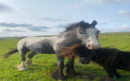 Riding pony horses for sale: Lula - 4yrs 12.2hh (still bum high) in Chesterfield - Image 2