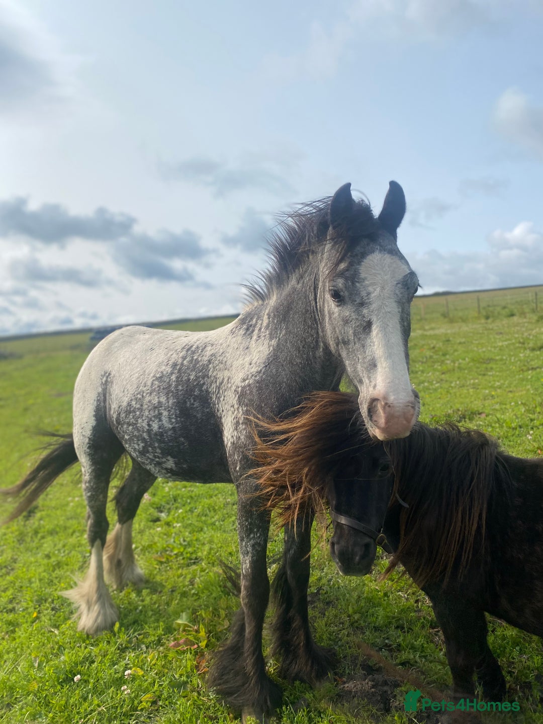 Riding pony horses for sale: Lula - 4yrs 12.2hh (still bum high) in Chesterfield - Image 2