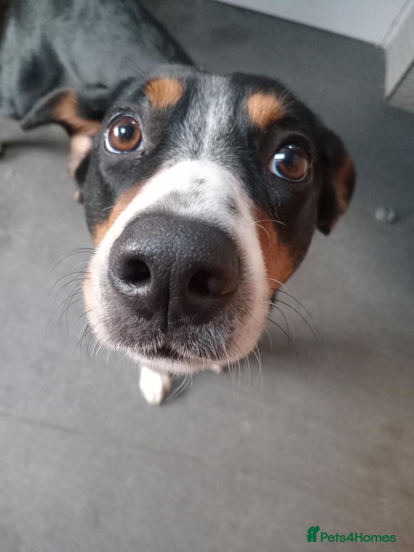 Entlebucher Mountain Dog dogs Cute Entlebucher Pups - Advert 1