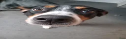 Entlebucher Mountain Dog dogs for sale: Cute Entlebucher Pups - Advert 1