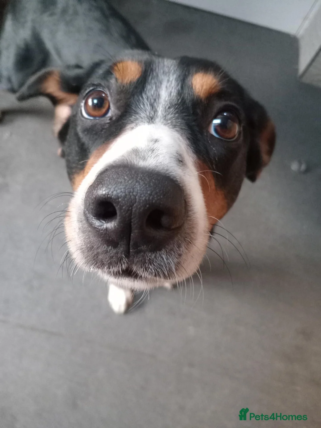 Entlebucher Mountain Dog dogs for sale: Cute Entlebucher Pups - Advert 1