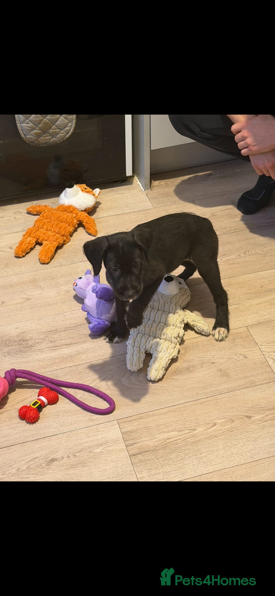 Mixed Breed dogs Labrodor cross irish wolfhound - Advert 2