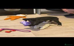 Mixed Breed dogs for sale: Labrodor cross irish wolfhound - Advert 1