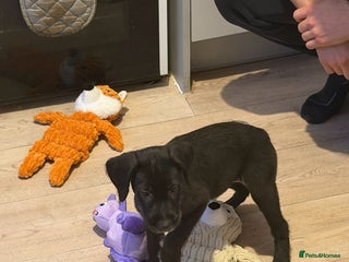 Mixed Breed dogs for sale: Labrodor cross irish wolfhound - Advert 1