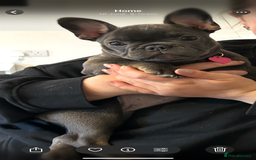 French Bulldog dogs for sale: Beautiful 7 month old blue French bulldog girl  - Image 7