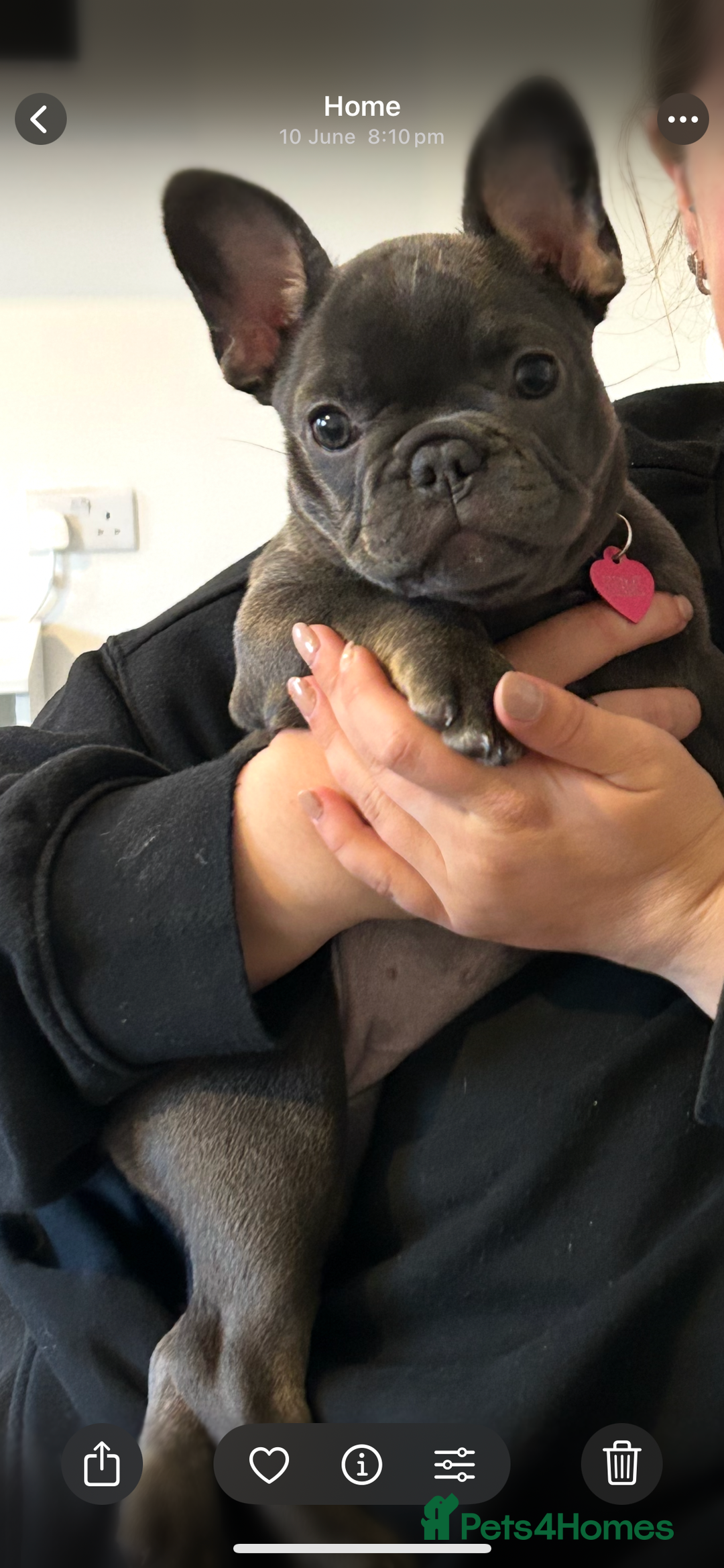 French Bulldog dogs for sale: Beautiful 7 month old blue French bulldog girl  - Image 7