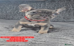 French Bulldog dogs for sale: KC unique french bulldogs - Image 6