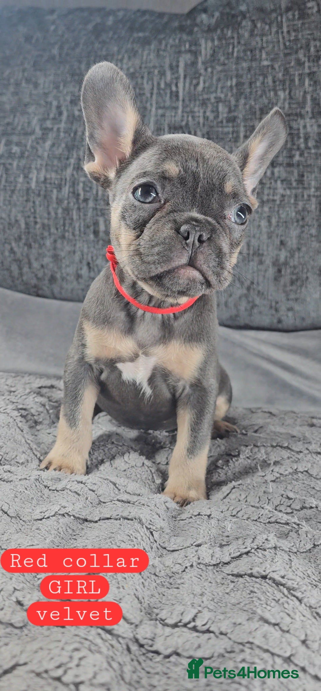 French Bulldog dogs for sale: KC unique french bulldogs - Image 6
