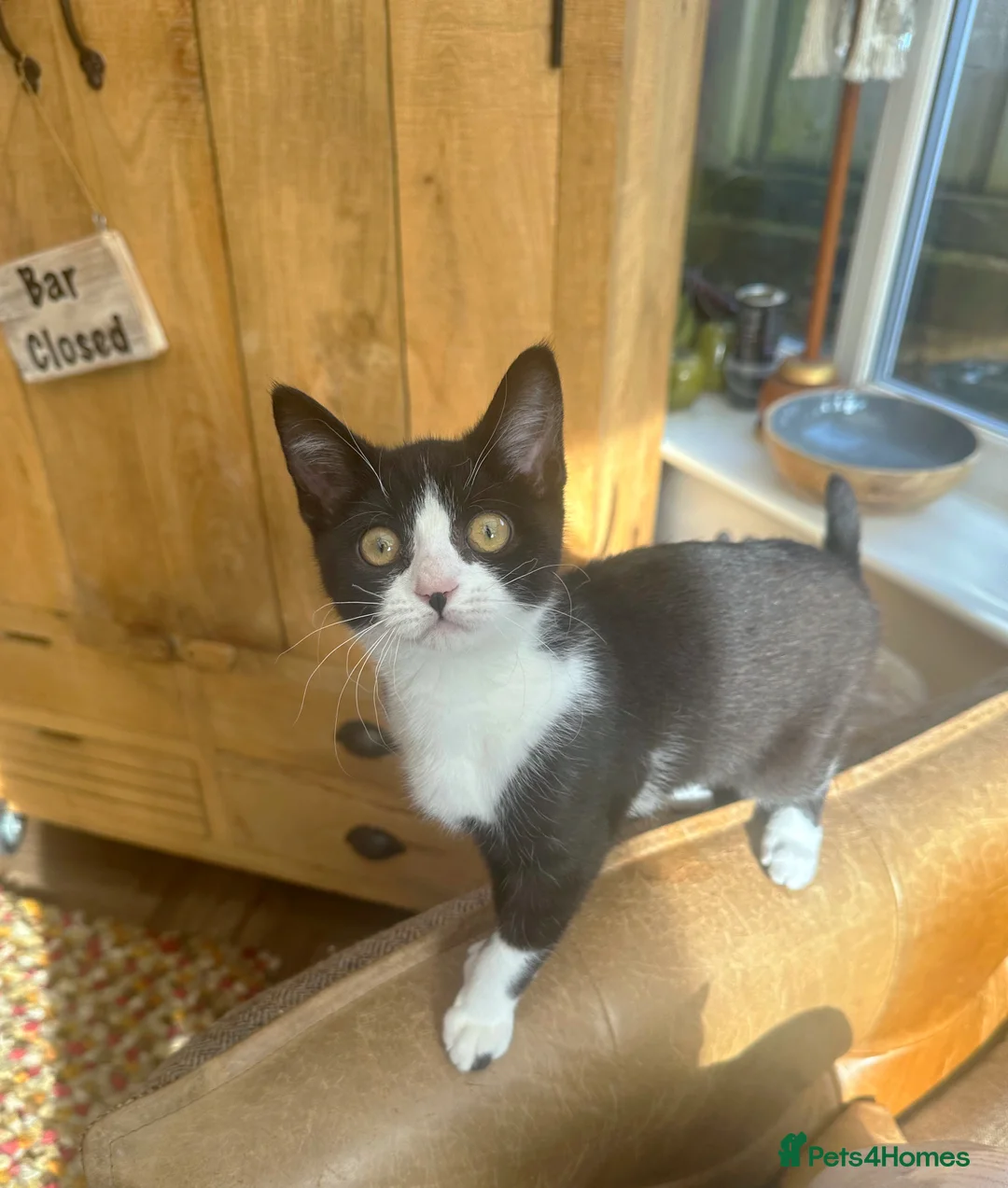Mixed Breed cats for sale: British shorthair x Sphynx  in Pontefract - Advert 1