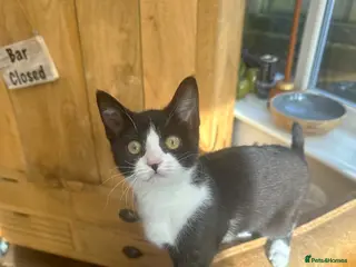 Mixed Breed cats British shorthair x Sphynx in Pontefract - Advert 13