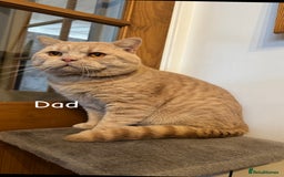 British Shorthair cats for sale: Two female British Shorthair kittens for sale - Image 10