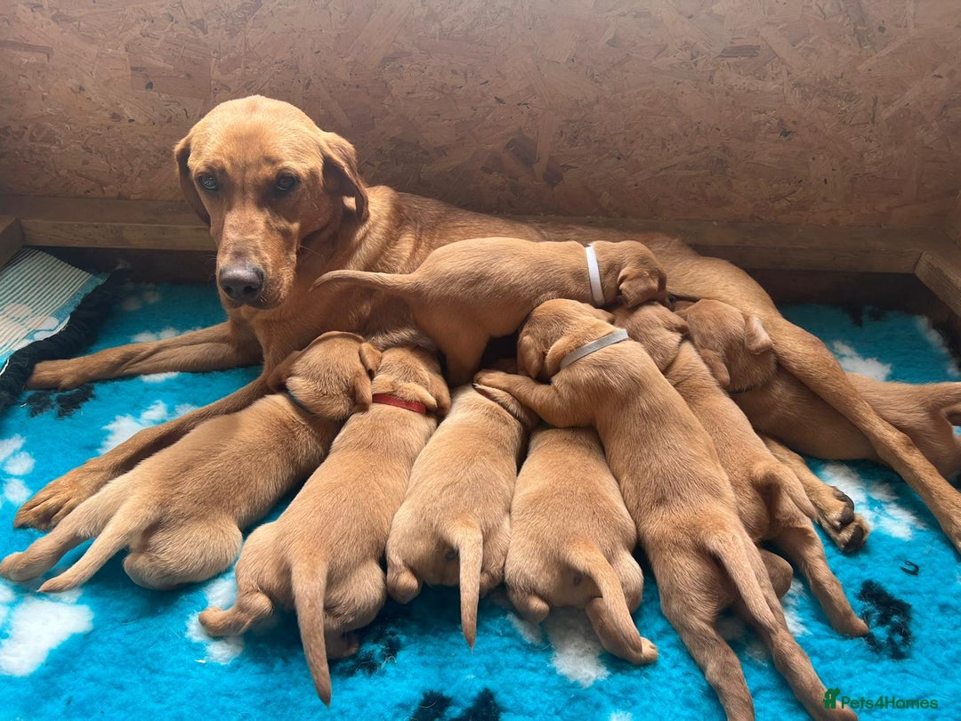 Labrador Retriever dogs for sale: Most Beautiful litter of KC Reg Fox Labradors - Advert 8