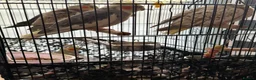 Cockatiels birds for sale: 5 cockatiels (price can be negotiated)  in Harrow - Advert 1