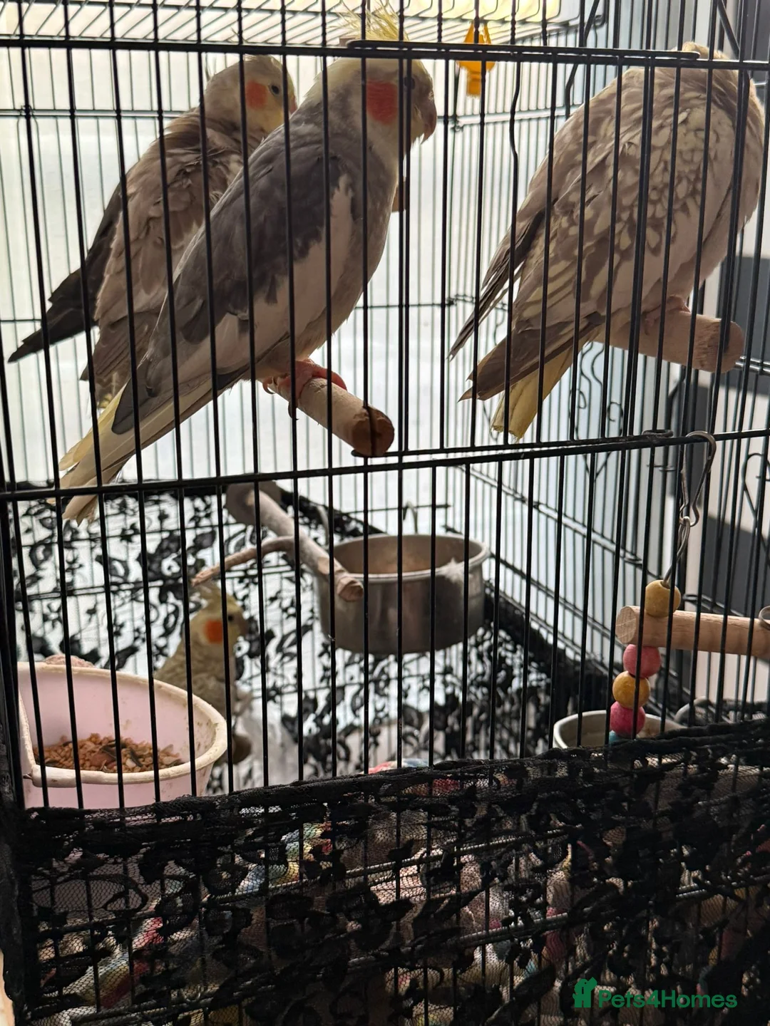 Cockatiels birds for sale: 5 cockatiels (price can be negotiated)  in Harrow - Advert 1