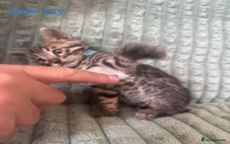 Bengal cats for sale: Pure bengal kittens  - Image 2