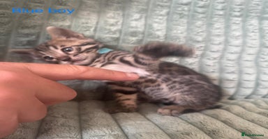 Bengal cats - Advert 2