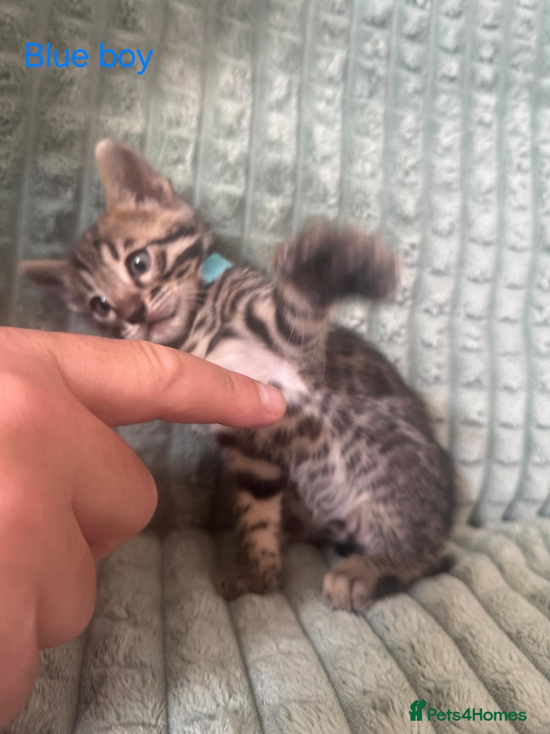 Bengal cats for sale: Pure bengal kittens  - Image 2