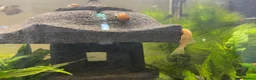 Plecos fish for sale: Albino Bristlenose Plecos (Ancistrus sp.)  in Southampton - Advert 3