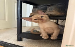 Burmese cats for sale: Beautiful Burmese boys for sale - Image 7