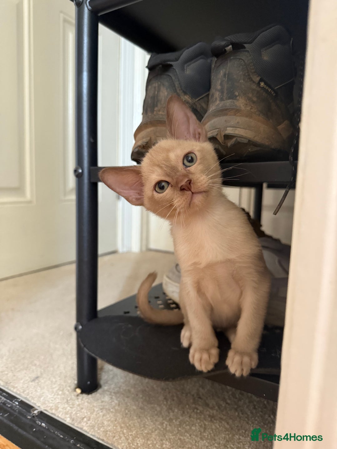 Burmese cats for sale: Beautiful Burmese boys for sale - Image 7