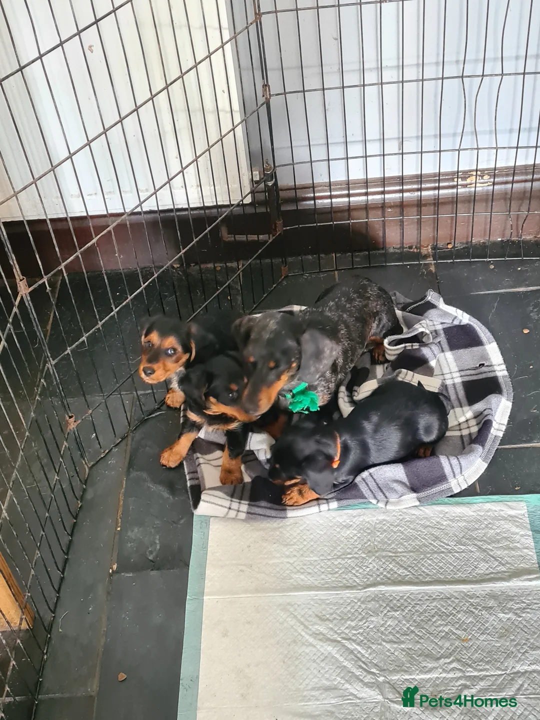 Jackshund dogs for sale: Dachshund X Jackrussell  - Advert 8