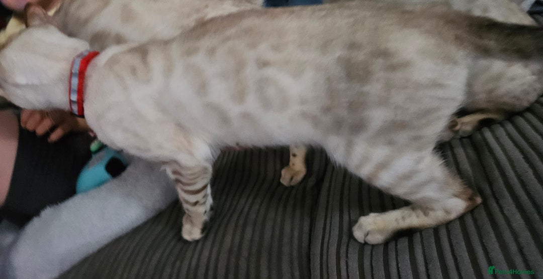 Bengal cats for sale: Snow bengal kittens for loving homes  - Image 10