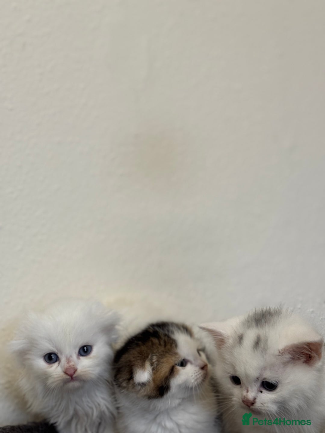 Scottish Fold cats for sale: Kittens - Advert 3
